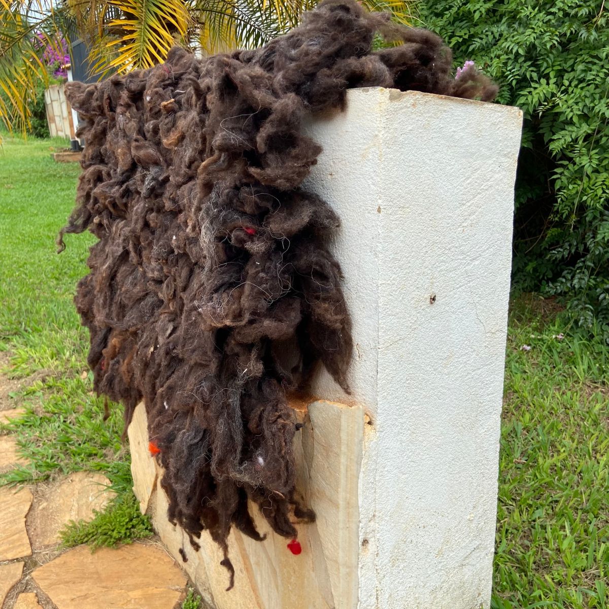 Cochonilho Normal Em Lã De Carneiro Marrom