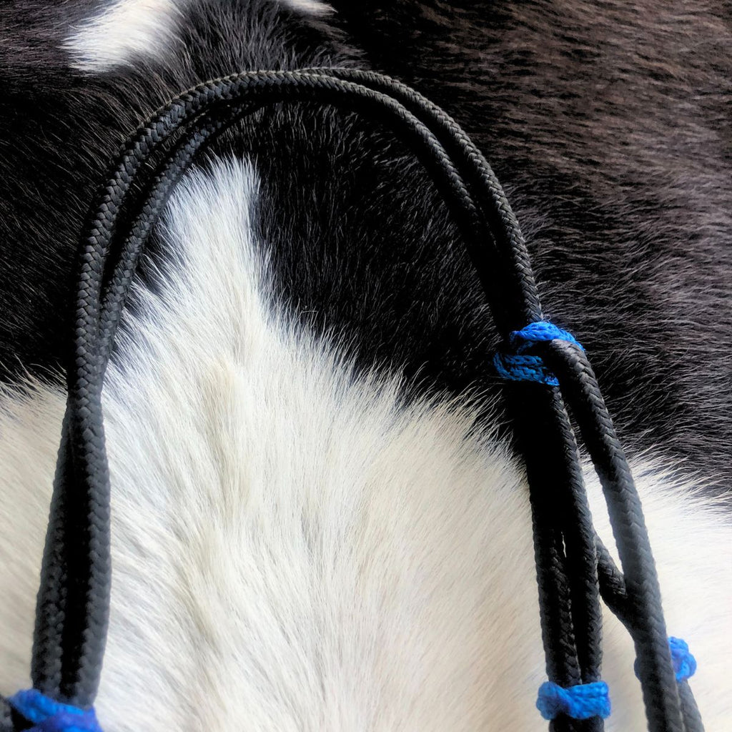 Cabeçada Em Cordinha De Poli Preto Com Azul
