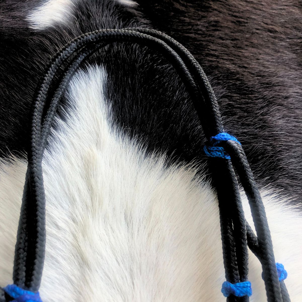 Cabeçada Em Cordinha De Poli Preto Com Azul