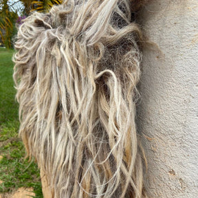 Cochonilho Penteado Em Lã De Carneiro Bege